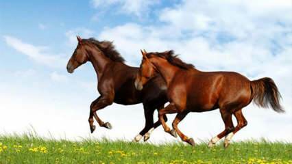 ماذا يعني رؤية الحصان في المنام؟ معنى ركوب الخيل في الحلم حسب ديانت