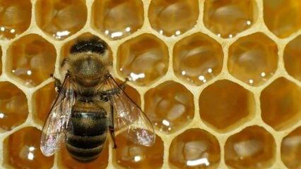 أين يتم استخدام سم النحل؟ ما هي فوائد سم النحل؟ ما هي أمراض سم النحل جيدة؟