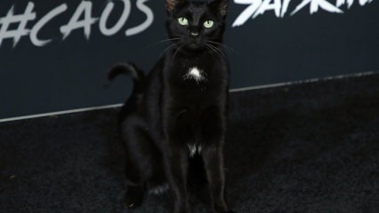 قطة سوداء في العرض الأول في هوليوود ...