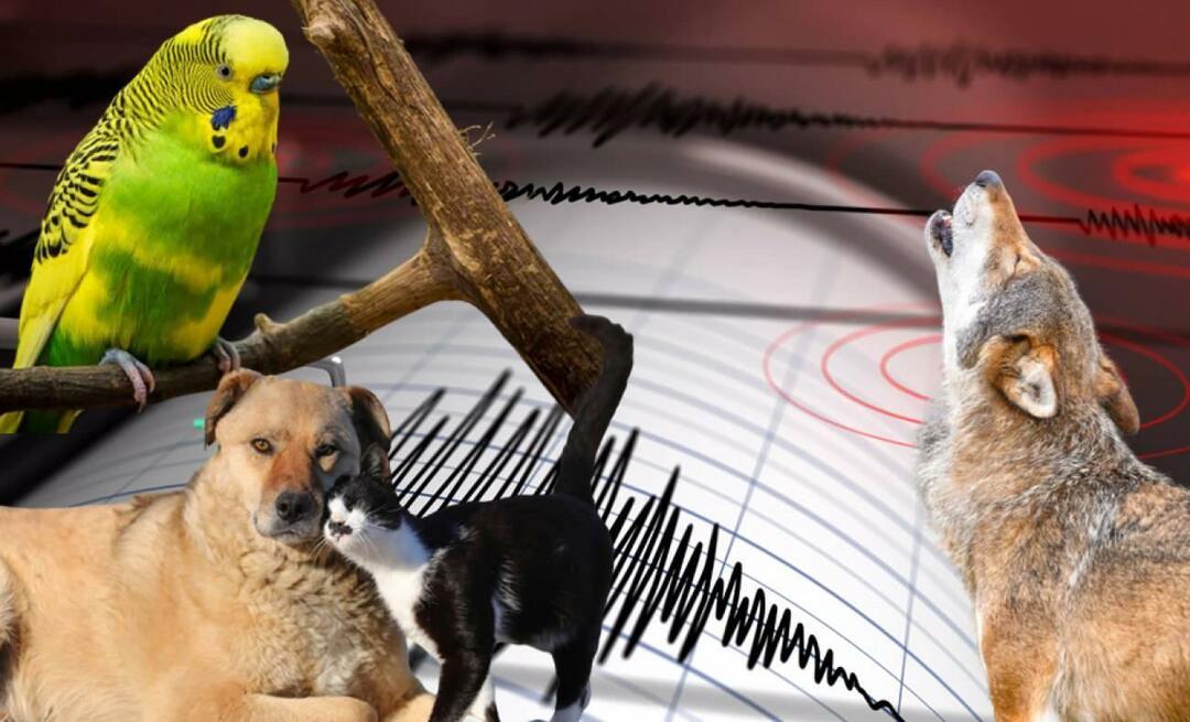 هل تشعر الحيوانات بالزلازل مسبقًا؟ الزلازل والسلوك الحيواني غير الطبيعي ...