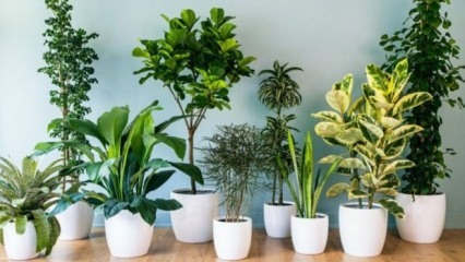 8 نباتات سهلة الصيانة