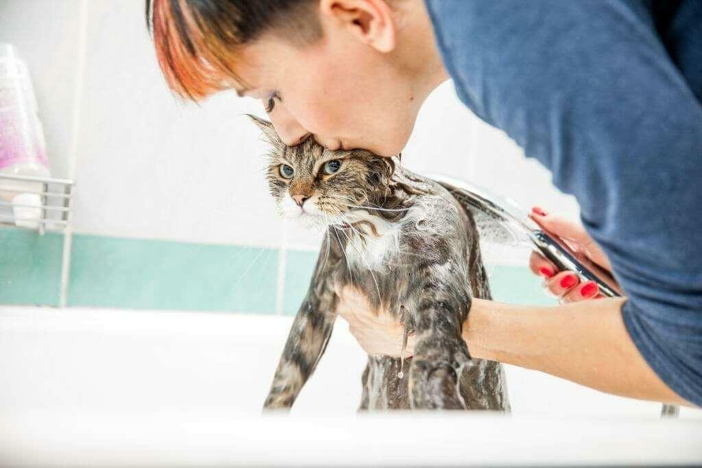 طرق غسل القطط