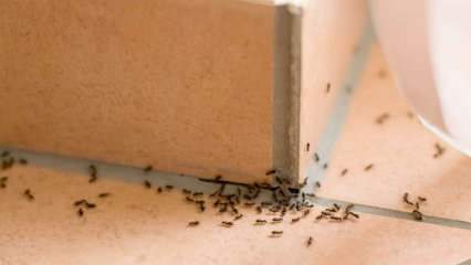 طريقة فعالة لازالة النمل بالمنزل! كيف تدمر النمل بدون قتل؟ 