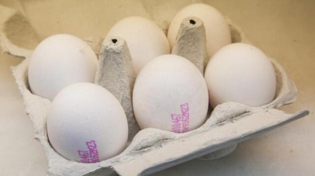 كيف يفهم البيض العضوي؟ ماذا تعني رموز البيضة؟