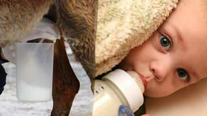 أي الحليب هو الأقرب إلى حليب الثدي؟ ما الذي يعطى للطفل في نقص حليب الثدي؟