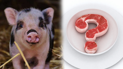 لحم الخنزير ممنوع ، لماذا لحم الخنزير ممنوع؟ الانتباه إلى العلامات التجارية لحم الخنزير!