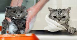 هل تغسل القطط؟ كيف تغسل القطط؟ هل من المضر تحميم القطط؟