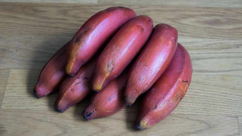 يتحول لون الموز الأحمر إلى اللون الأرجواني عند نضجه
