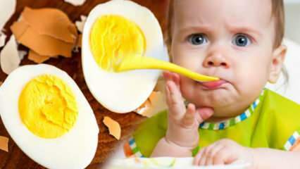 كيف يجب إعطاء صفار البيض للأطفال؟ كم شهر لبدء البويضة؟ وصفة بيض الطفل