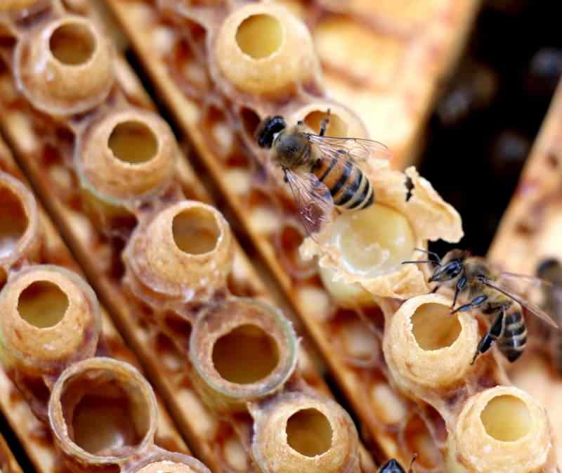 غذاء ملكات النحل هو المصدر الأكثر فعالية للفيتامينات والمعادن في الطبيعة.