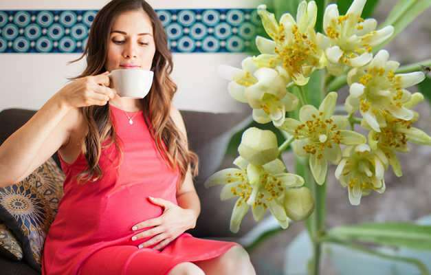 هل يشرب الشاي العشبي أثناء الحمل؟ شاي أعشاب محفوفة بالمخاطر أثناء الحمل