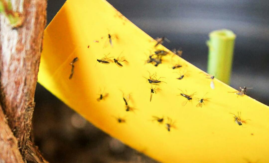 الحل النهائي للحشرات في المنزل! كيفية منع الذباب الصغير من الطيران في المنزل؟