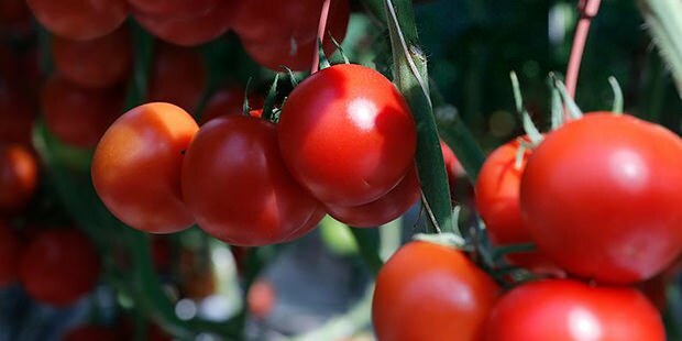 هل الطماطم تفيد الجلد؟