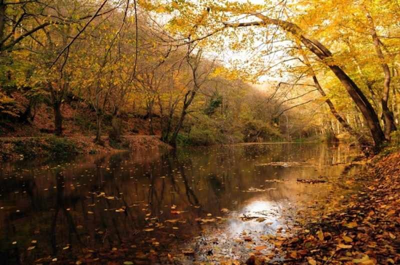 نزهة الخريف في غابة بلغراد