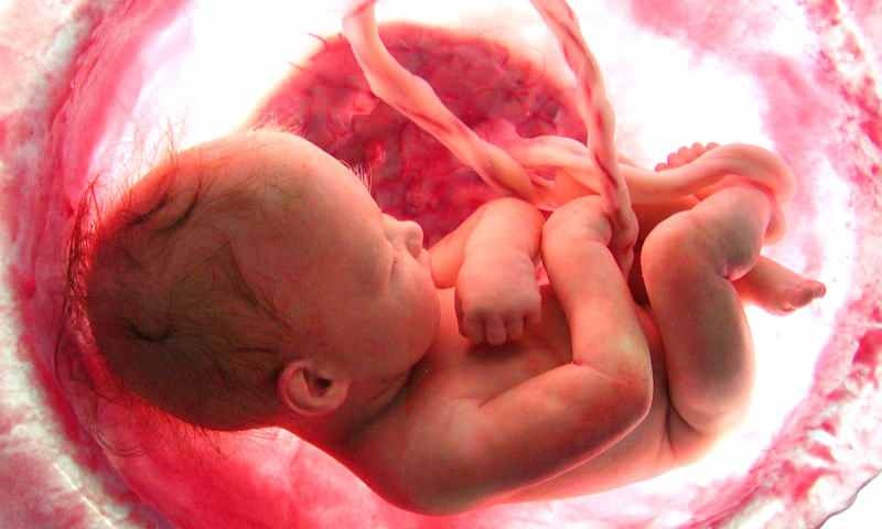 ما هو تكوين الجنين في الرحم؟ عملية الولادة خطوة بخطوة