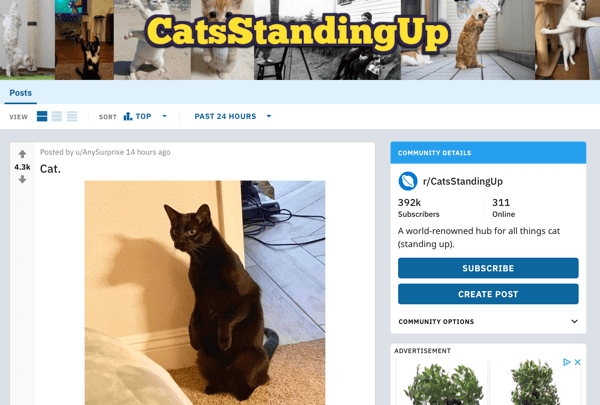 كيفية تسويق عملك على Reddit ، مثال على منشور من subreddit r / CatsStandingUp