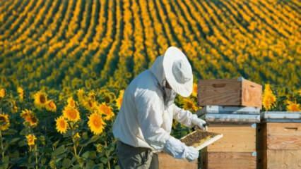 يعمل الشباب العاطل عن العمل مثل النحل في أوردو