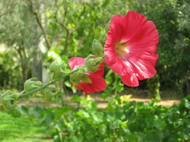 ما هي فوائد زهرة الخطمي (Hibiskus)؟ ما هي الأمراض التي تعتبر زهور الخطمي (Hibiskus) مناسبة لها؟