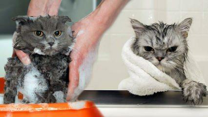 هل تغسل القطط؟ كيف تغسل القطط؟ هل من المضر تحميم القطط؟
