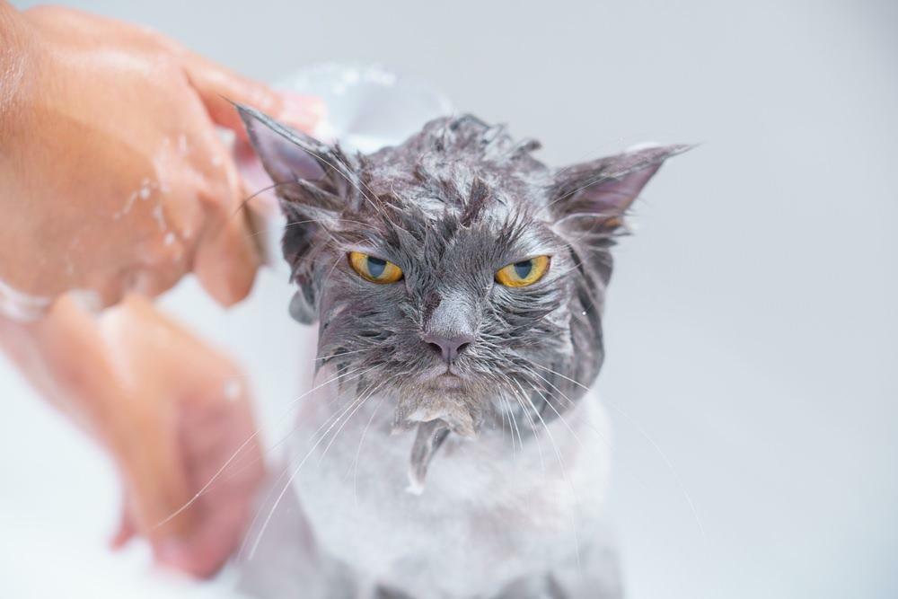 قطط الاستحمام