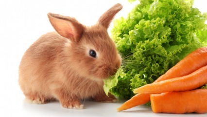  ماذا يأكل الأرنب وماذا يأكل؟ رعاية الأرنب سهلة في المنزل