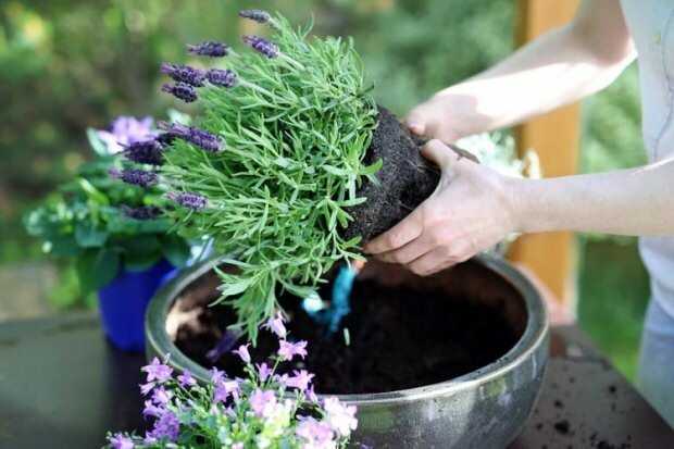 كيفية رعاية زهور اللافندر والتكاثر والنمو في المنزل