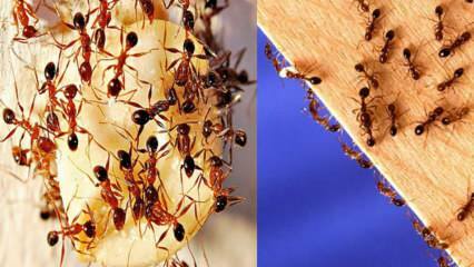 كيف تدمر النمل في المنزل؟ ما يجب القيام به للتخلص من النمل ، الطريقة الأكثر فعالية