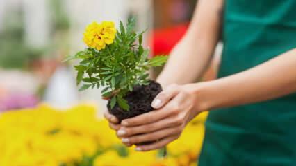 أسباب زراعة النباتات في المنزل؟ هل هو ضار لزراعة الزهور في المنزل؟
