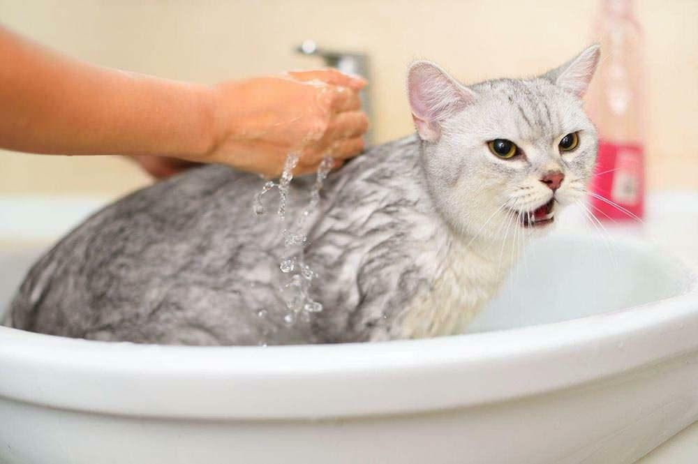 كيف تغسل قطة