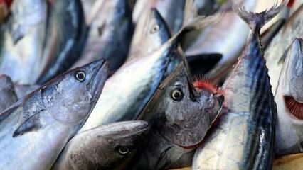 كيفية تنظيف أسماك بونيتو؟ طرق استخلاص أسماك البونيتو