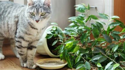 كيف تبقى القطط بعيدا عن النباتات؟