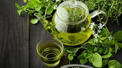 ما هي فوائد الشاي الاخضر؟ كيف شرب الشاي الأخضر سيفقد الوزن؟ تنحيف سريع وصحي مع حمية الشاي الأخضر