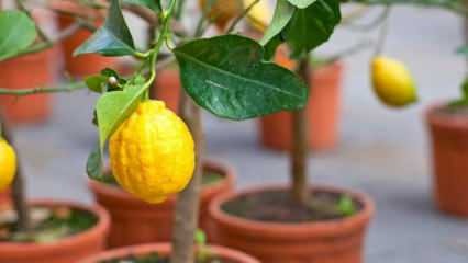 كيفية زراعة الليمون في الأواني في المنزل؟ نصائح لزراعة الليمون وصيانته