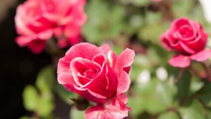 كيف تنمو الورود في الأواني؟ نصائح لزراعة الورود في المنزل ...
