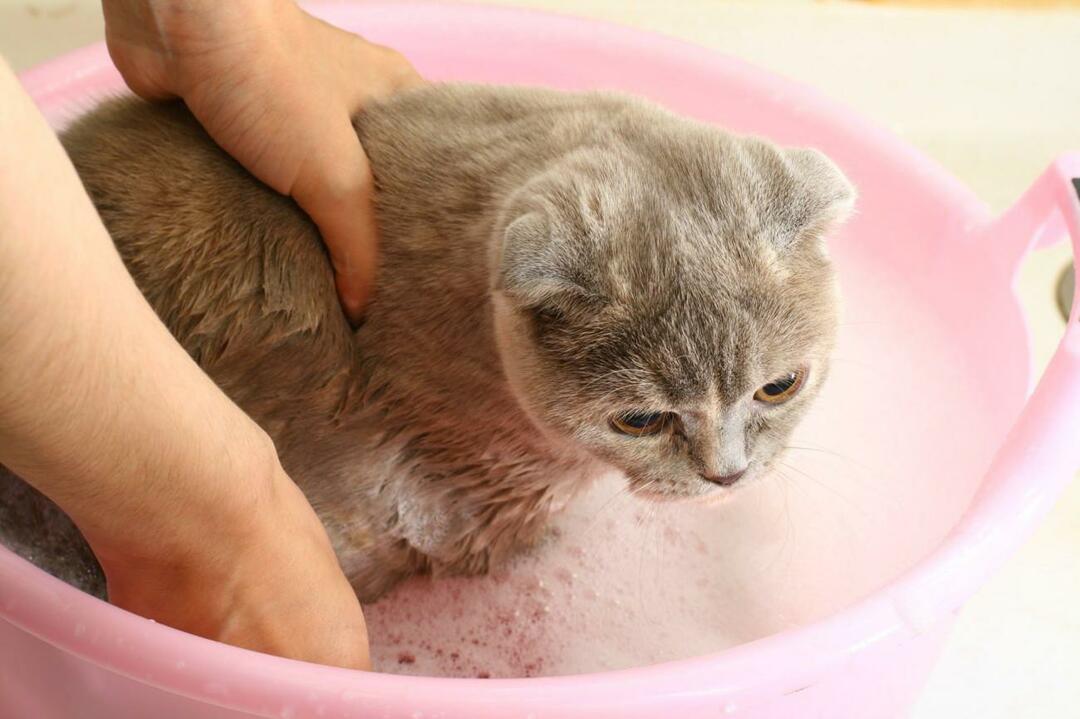 كيف تغسل القطط