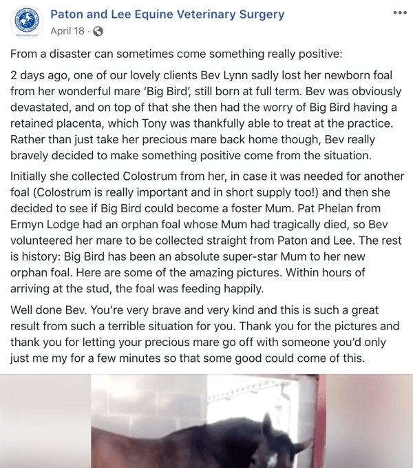مثال على منشور على Facebook مع قصة من Paton و Lee Equine Veterinary Surger.