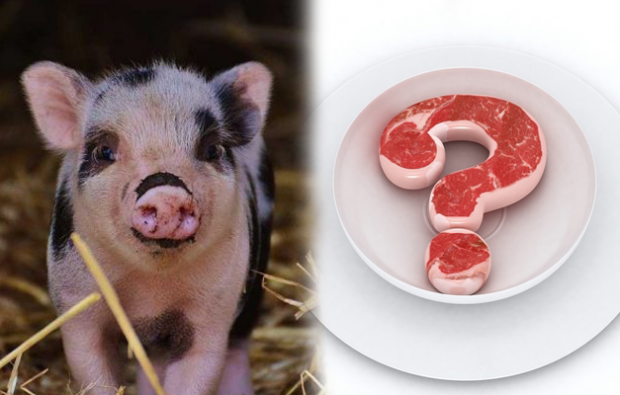 سبب تحريم لحم الخنزير