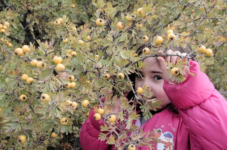 ما هو الزعرور؟ فوائد غير معروفة لفاكهة الزعرور