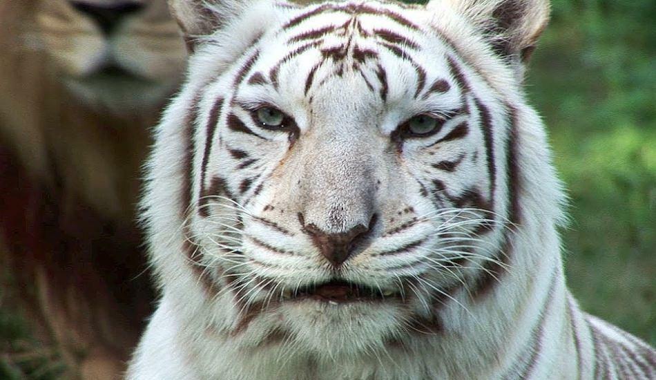 النمر الأبيض في حديقة الحيوان ينشر الخطر