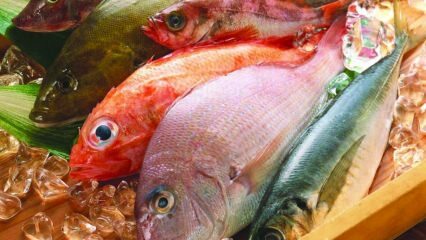 آثار الأسماك على المناعة! ما هي فوائد السمك؟ كيف تستهلك الأسماك الأكثر صحة؟