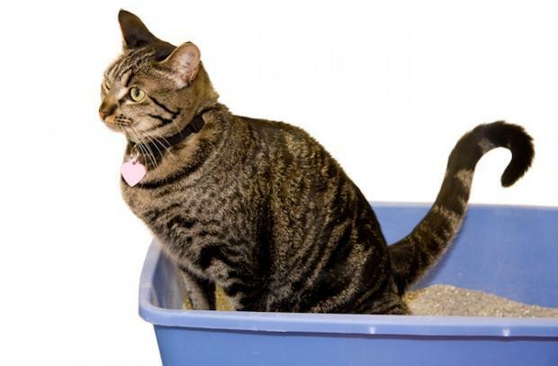 كيفية تدريب القطط على استخدام المرحاض