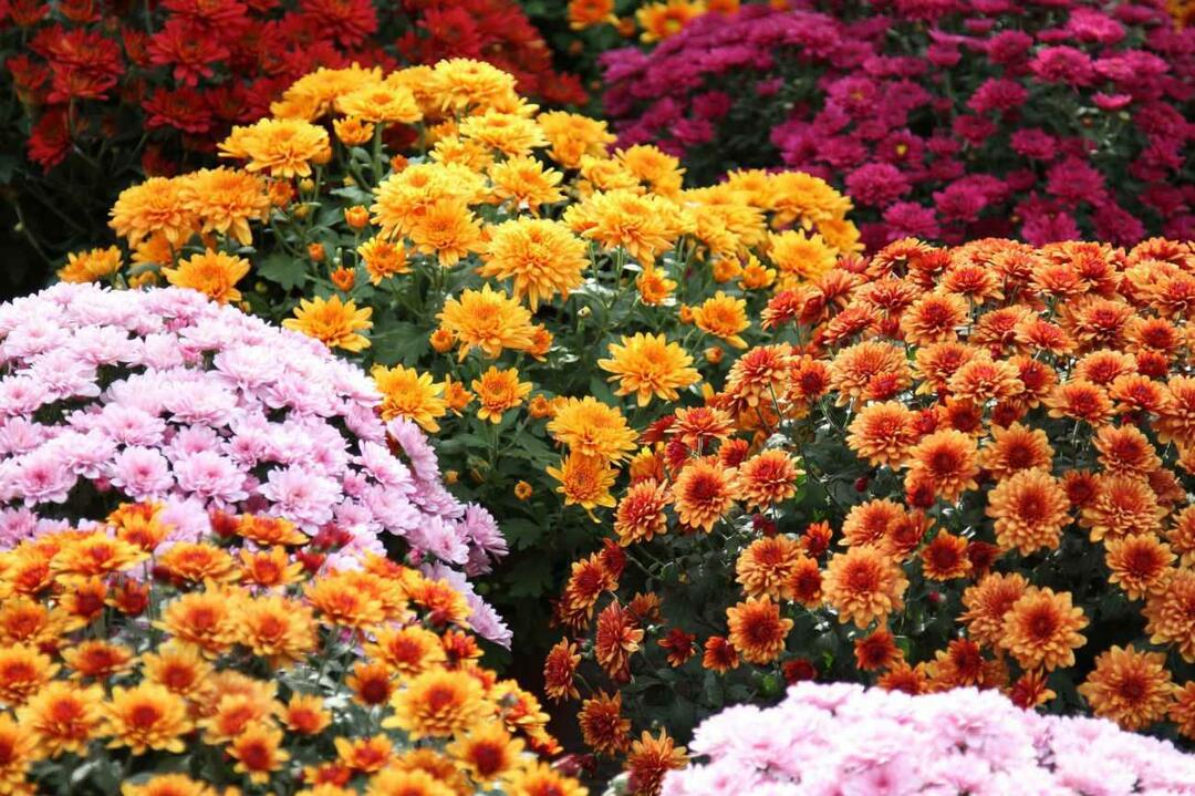 ما هي زهور نوفمبر؟ استخدام الزهور في تزيين المنزل موسم الخريف