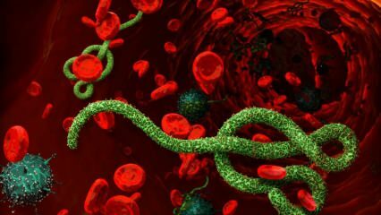 ما هو فيروس الإيبولا؟ كيف ينتقل فيروس الإيبولا؟ ما هي أعراض فيروس الإيبولا؟ 