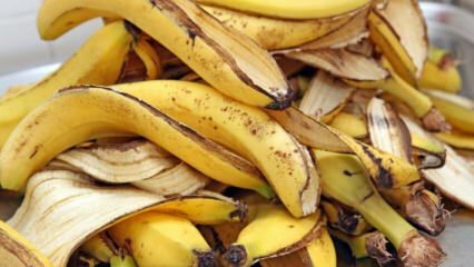 ما هي فوائد الموز؟ كم عدد أنواع الموز الموجودة؟ استخدامات غير معروفة لقشر الموز! 