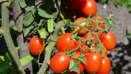 كيف تزرع الطماطم في وعاء؟ أسهل زراعة الطماطم