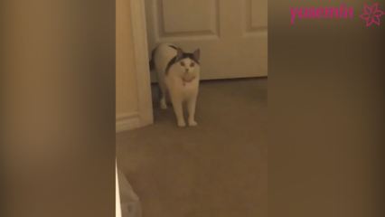 القطة التي تتفاعل مع الضيوف الذين يعودون إلى المنزل!