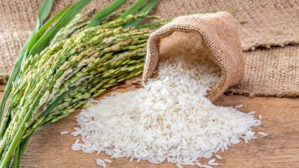 ما هو أرز بالدو؟ ما هي ميزات أرز بالدو؟ 2020 أسعار أرز بالدو