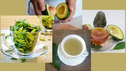 ما هي فوائد شاي أوراق الأفوكادو؟ كيف تصنع شاي أوراق الأفوكادو؟
