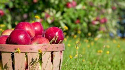 نصائح للحفاظ على التفاح طازجًا