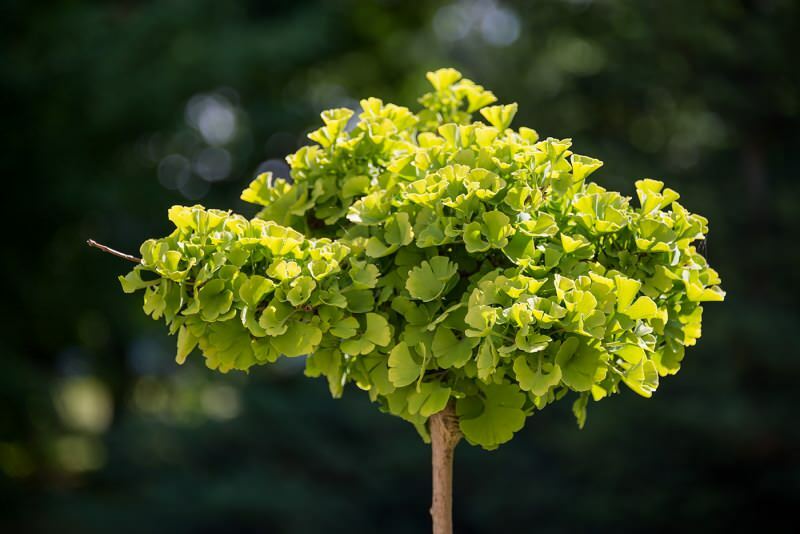 صورة نبات الجنكة بيلوبا